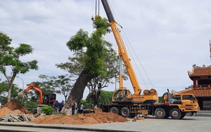 Huế di dời xà cừ cổ thụ 150 tuổi giữa mùa hè