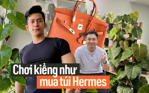 "Săn" lá - thú chơi đắt đỏ như mê túi Hermes: Vài trăm triệu chi ra chưa chắc đủ, đổ công vào vẫn có thể mất trắng