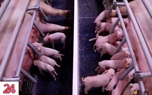 Trung Quốc nỗ lực cải thiện gen của đàn lợn