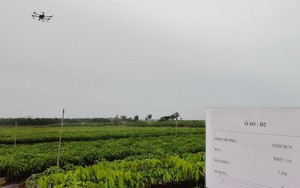 Choáng ngợp với vườn giống cây cao su 1 triệu cây đều tăm tắp