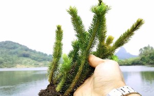Thạch tùng răng cưa hỗ trợ điều trị bệnh Alzheimer