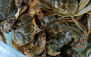 Loại cua chỉ có ở Bắc Giang, xưa giá siêu rẻ nay nửa triệu đồng/kg