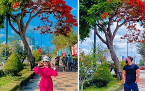 Dân tình “bấn loạn” trước cây phượng hai màu đang “sốt xình xịch” ở Vũng Tàu, rủ nhau đến check-in rần rần