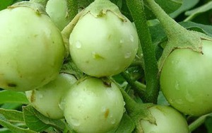 Quả cà không chỉ đưa cơm mà còn là vị thuốc trị bệnh