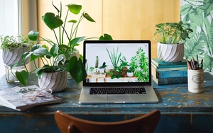 Cần lưu ý gì khi chọn cây cảnh để bàn làm việc?