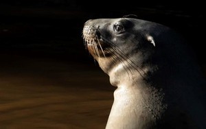 'Nghề trông trẻ': Công cuộc chăm sóc thế hệ sư tử biển mới tại New Zealand