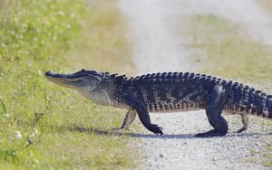 Tưởng nhầm cá sấu dài hơn 2 mét là chó, người đàn ông bị cá sấu cắn rách chân