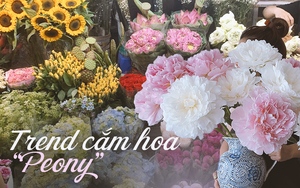 Thú chơi cắm hoa peony trong nhà được nhiều chị em theo đuổi, mặc kệ giá lên đến vài trăm nghìn/bông, nghe lí do ai cũng bất ngờ