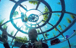 Nhà kính dưới biển mở ra tương lai