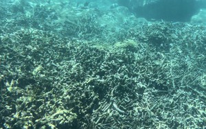 Suy giảm rạn san hô ở vịnh Nha Trang: Yêu cầu tỉnh Khánh Hòa báo cáo trước ngày 19-6