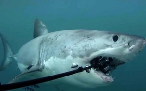 Có thật là cá mập thích cắn cáp quang biển?