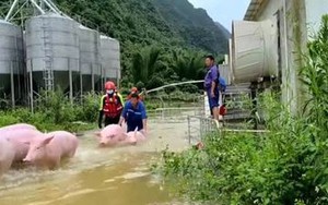 Huy động 150 lính cứu hỏa và cảnh sát giải cứu 13.000 con lợn mắc kẹt trong mưa lũ