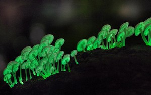 Những sinh vật phát quang sinh học tỏa sáng dưới màn đêm