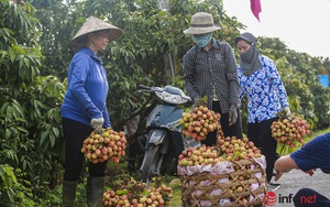 Giá cao gấp đôi, người trồng vải bán cả chục tấn, thu hàng trăm triệu đồng