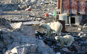 Phát hiện quần thể gấu Bắc Cực mới ở Greenland