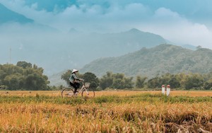 Mai Châu đang là "thiên đường" lúa chín đầu hạ đẹp nhất nhì vùng Tây Bắc, thu hút rất nhiều bạn trẻ đến chụp ảnh