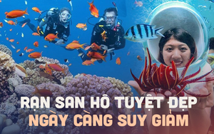 Những rạn san hô tuyệt đẹp ở các vùng biển Việt Nam đứng trước nguy cơ suy giảm hàng loạt, nhiều nơi đã phải lên kế hoạch để "giải cứu"