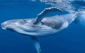Cá voi 'to bằng cái thuyền' xuất hiện trên biển Khánh Hoà