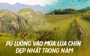 Pù Luông đang vào mùa lúa chín đẹp nhất trong năm: Nhất định phải đi vì góc nào đứng vào cũng rất thơ