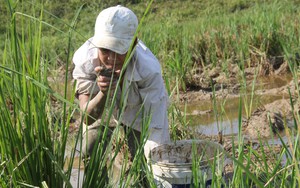 Bắt cua đồng mùa nắng nóng kiếm tiền triệu mỗi ngày