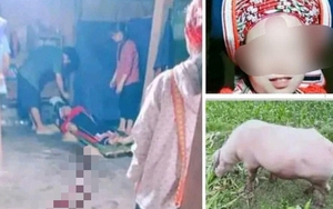 Xót xa thai phụ bị trâu "điên" húc tử vong ở Hà Giang