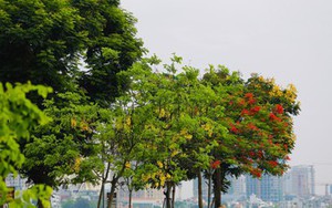 Muồng hoàng yến phủ sắc vàng, Hồ Tây mùa hè đẹp như tranh