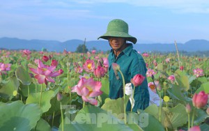 Đẹp ngỡ ngàng cảnh dân thu hoạch sen giữa cánh đồng lớn nhất Hà Tĩnh