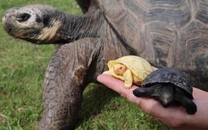 Cận cảnh rùa khổng lồ Galapagos bạch tạng quý hiếm mới chào đời