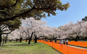 Nhật Bản là lựa chọn hàng đầu của du khách Việt ở châu Á