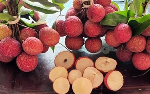 Vải không hạt 200 nghìn/kg gây "sốt" thị trường