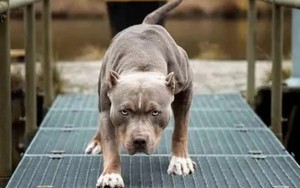 Người đàn ông xua chó pitbull, béc-giê ra tấn công hàng xóm