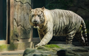 Hổ trắng quý hiếm, hươu cao cổ và những con vật được sinh ra giữa lòng thành phố