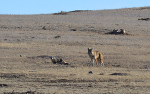 Tình bạn kỳ lạ trong tự nhiên: Chó sói đồng cỏ và lửng mật cùng hợp tác để săn mồi