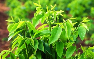 Rau ngót rất tốt nhưng có nên ăn hằng ngày không?
