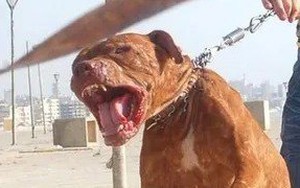 Qua nhà bà nội chơi, bé trai 8 tuổi bị chó Pitbull cắn tử vong