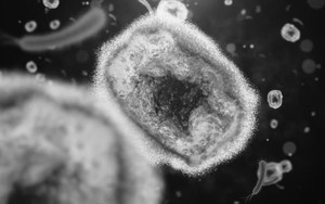 Bệnh đậu mùa khỉ: Có giống thủy đậu không, vắc xin hiệu quả đến đâu?