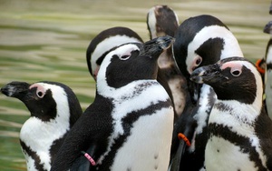 Giới khoa học ngỡ ngàng vì chim cánh cụt biết ‘nhái’ giọng