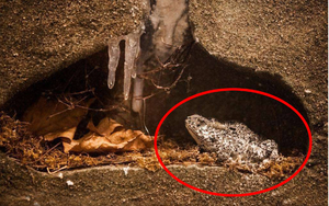 Tìm thấy ếch 2 triệu tuổi vẫn sống trong mỏ dầu: 'Chìa khóa' trường sinh của loài người?