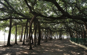Cây đa cổ thụ 250 tuổi ở Ấn Độ có tán rộng như một khu rừng