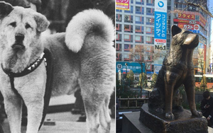Những chuyện ít người biết về Hachiko - chú chó đứng ở sân ga 10 năm đợi chủ đã trở thành biểu tượng của lòng trung thành