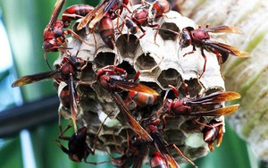 Đi bắt ong, người đàn ông bị ong đốt tử vong