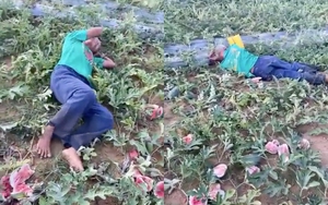 Xót xa hình ảnh ông lão khóc ngất giữa ruộng dưa hấu bị phá nát