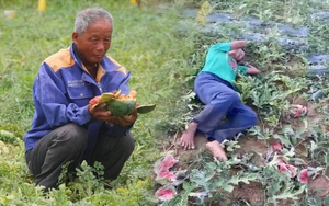 Vụ cụ già nằm khóc ở ruộng dưa bị phá: Tha thứ và sẽ làm đơn bãi nại vì các cháu 'nhỏ dại'