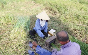 ‘Mót’ cói giữa trưa nắng nóng kiếm nửa triệu đồng mỗi ngày