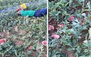 Ruộng dưa của cụ ông 70 tuổi bị phá hoại: Cái giá của sự ngông cuồng sẽ phải đánh đổi bằng những năm tháng tù tội