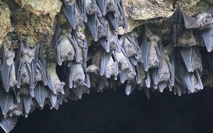 ‘Bẫy nhiệt’ và sự nảy nở của virus