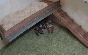 Hổ Sumatra quý hiếm sinh đôi ở sở thú Mỹ