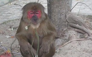 Xuất hiện cá thể khỉ tấn công người dân ở Quảng Trị