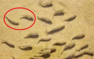 Trái ngược với Sahara, sa mạc kỳ dị có cá sống được trong cát: Nguyên nhân là do đâu?