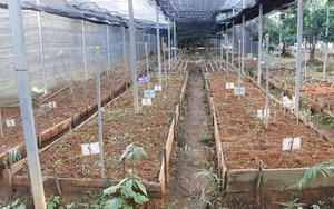 Nỗ lực ngăn cây sâm Lai Châu tuyệt chủng